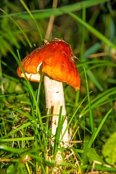 Fly agaric,older specimen