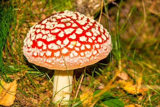 Fly agaric,older specimen