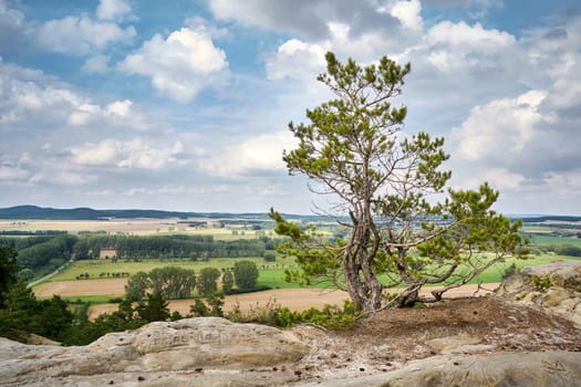 Tree on the Devil's Wall near Timmenrode in the Harz National Park