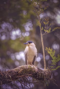 The black-crowned night heron, is a medium-sized heron found throughout a large part of the world.