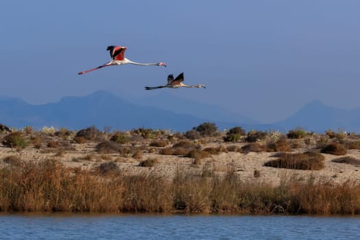 pink flamingos in flight . Lefkada island, Greece