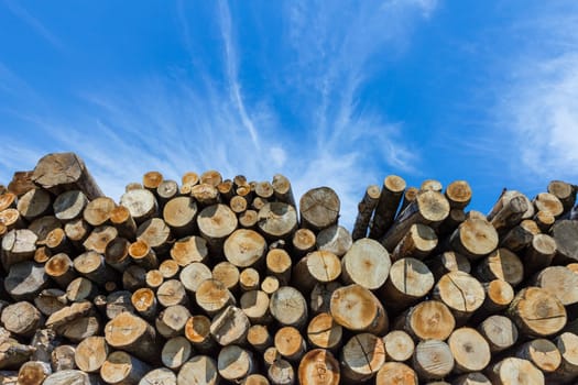Forest pine trees log trunks felled by the logging timber industry