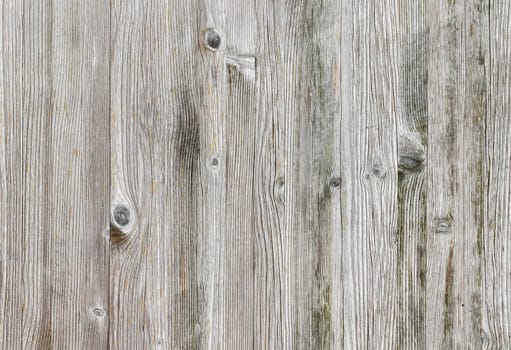 Close-up bright wood texture. High resolution picture of blank space for many uses.