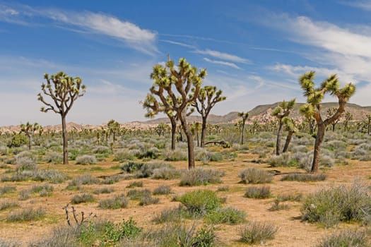 Joshua Trees on the Desert Plains in Joshua Tree National Park in California