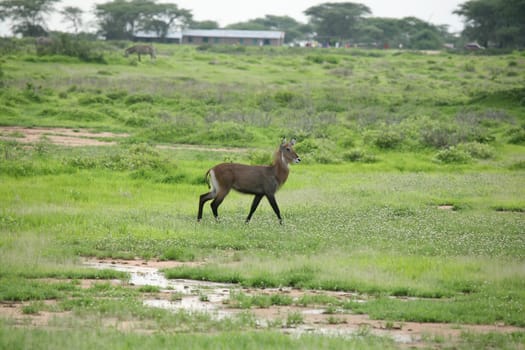 Wild Impala Antelope in African Botswana savannah