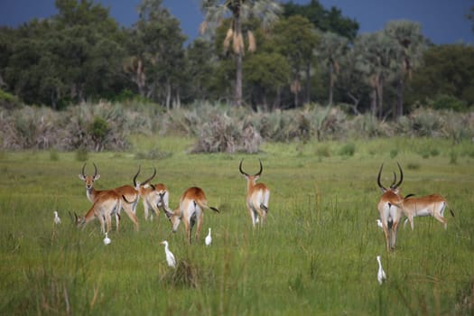 Wild Impala Antelope in African Botswana savannah