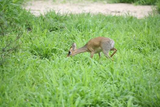 Wild Impala Antelope in African Botswana savannah