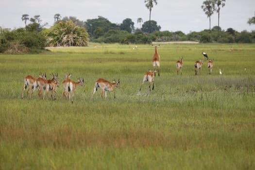 Wild Impala Antelope in African Botswana savannah