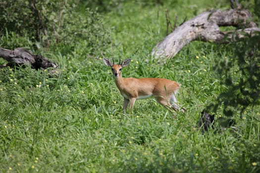 Wild Impala Antelope in African Botswana savannah