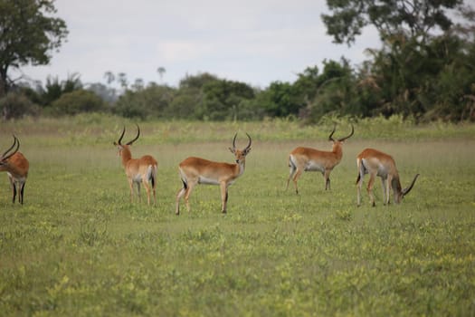 Wild Impala Antelope in African Botswana savannah