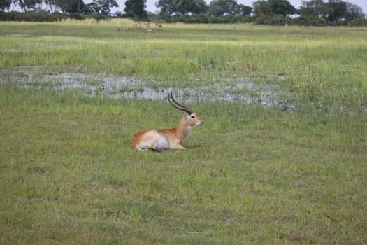 Wild Impala Antelope in African Botswana savannah