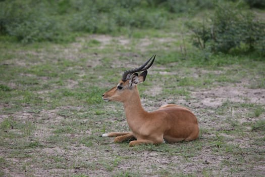 Wild Impala Antelope in African Botswana savannah