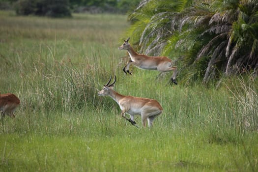 Wild Impala Antelope in African Botswana savannah