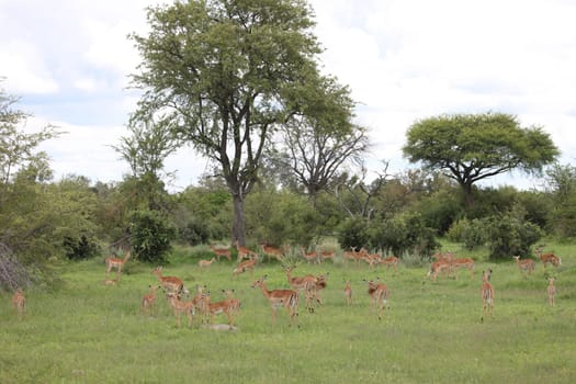Wild Impala Antelope in African Botswana savannah