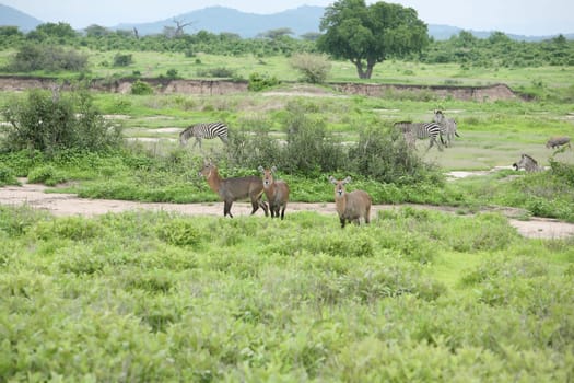 Wild Impala Antelope in African Botswana savannah