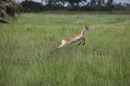 Wild Impala Antelope in African Botswana savannah