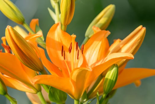 Yellow-red daylily blooming with buds against a blurred background