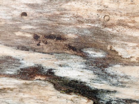 interesting stripped dried wood texture close up background   essex  england  uk