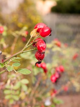 close up red rose hips autumn berries ripe dry  essex  england  uk