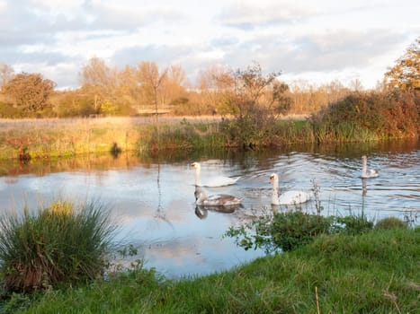 beautiful group of swans and cyngets swimming down river Dedham nature  essex  england  uk