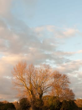 beautiful bare tree in countryside autumn weather sunset sky field  essex  england  uk
