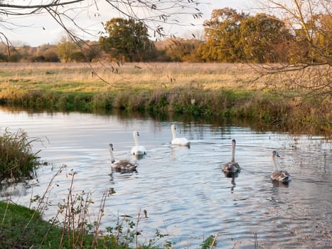 beautiful group of swans and cyngets swimming down river Dedham nature  essex  england  uk