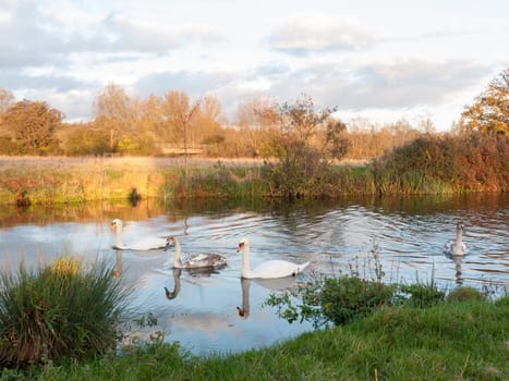 beautiful group of swans and cyngets swimming down river Dedham nature  essex  england  uk