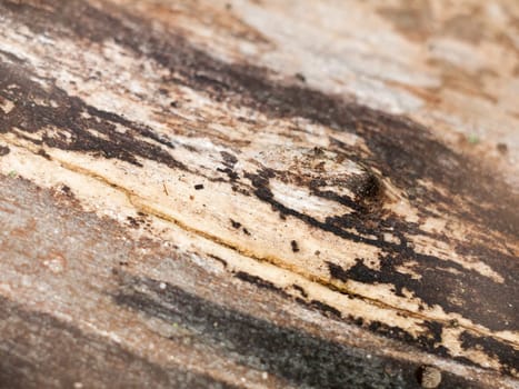 interesting stripped dried wood texture close up background   essex  england  uk