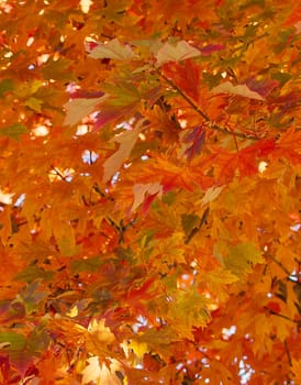 Brilliant orange, yellow and green autumn maple leaves
