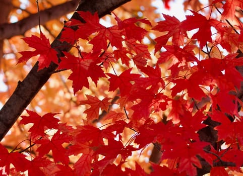 Red maple leaves against the gold