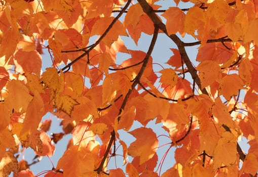 Yellow orange maple leaves closeup