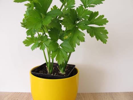 Cut celery in a flower pot