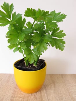 Cut celery in a flower pot