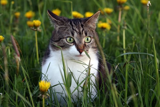 A small cat in the evening hunting mice in the field