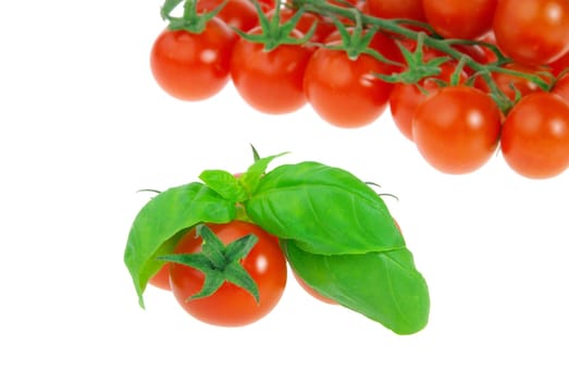 Tomate und Basilikum - tomato and basil 17