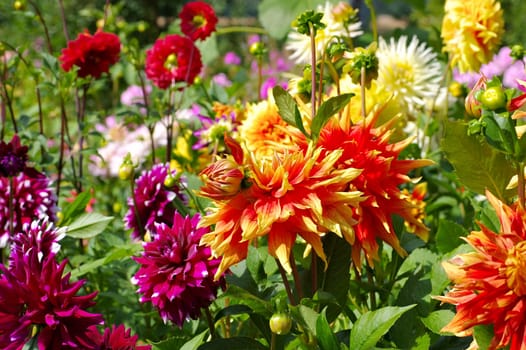 colorful dahlia in red,purple and yellow - Dahlia flower in red,yellow and purple in summer garden