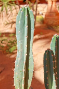 Green cactus drows at summer sun light