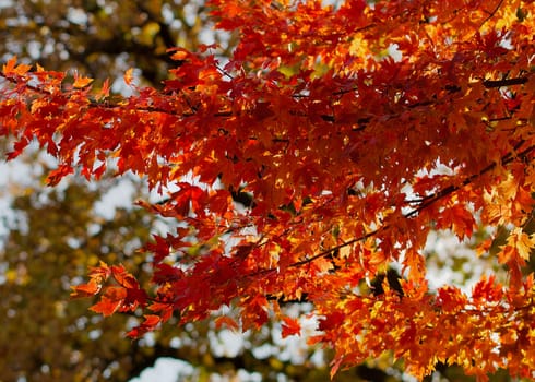 Orange maple leaf branches