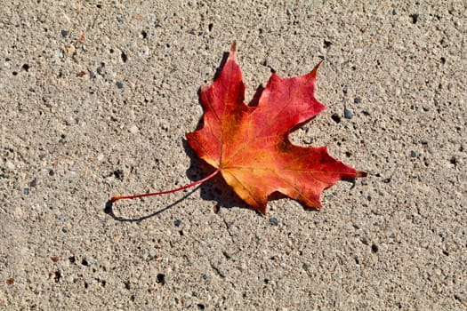 Single red maple on the cement