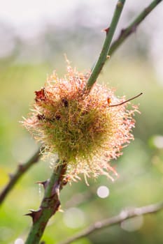 Bile of the common rose gall wasp - Diplolepis rosae in a macro image