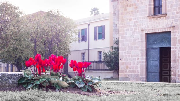 dreamy red cyclamen. Cyclamen and green meadow at the entrance of a church