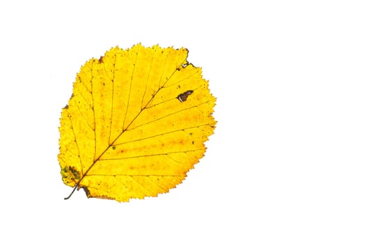 Leaf of hazelnut in yellow in autumn white isolated