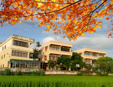 The Green paddy rice with nice sky and view