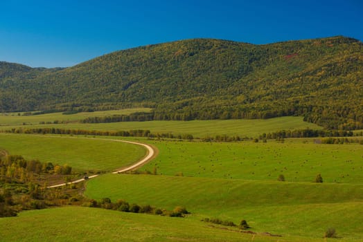Road at the Altay mountains, beauty summer day