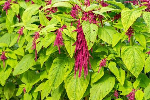 Red Amaranth in full bloom growing in the garden. The plant is used both as ornamental plant and is edible. Rispen-Fuschsschwanz
