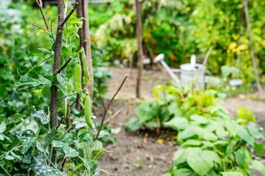 Green Pea plants climb up the stand so the peapods are easier to pick. In the background you can see other plants and blurry retro watering can