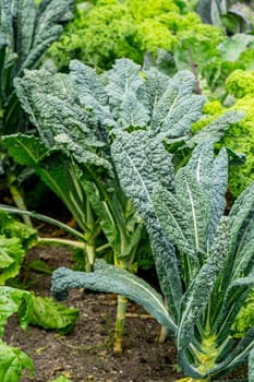 Vegetable garden with green cabbage plants growing