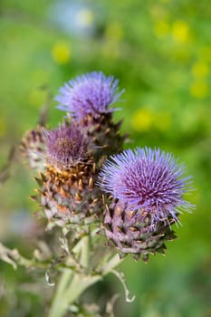 Milk Thistle in full bloom growing in the garden. The plant is used both as medicine and as a health diet supplement. Silybum Marianum