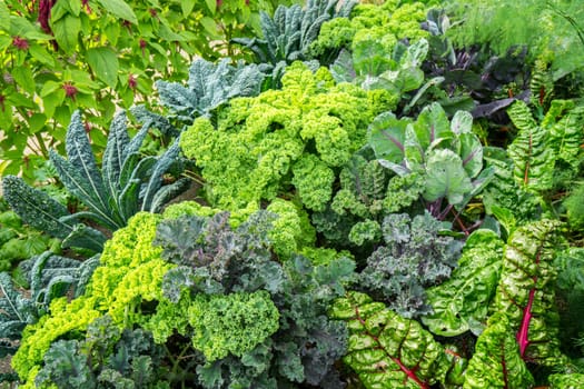 Vegetable garden with green cabbage plants growing