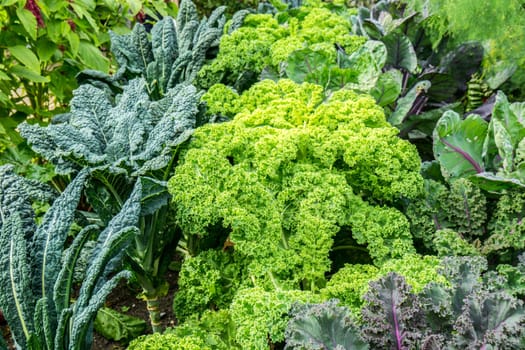 Vegetable garden with green cabbage plants growing